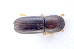 Xyleborinus saxesenii