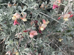 Lotus bryantii