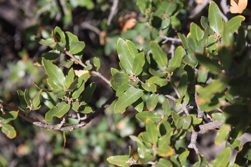 Image of Quercus toumeyi by no rights reserved