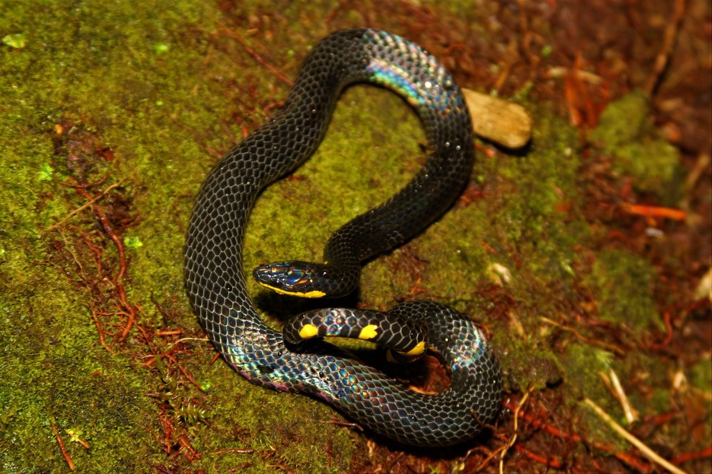 Tweedie's Mountain Reed Snake