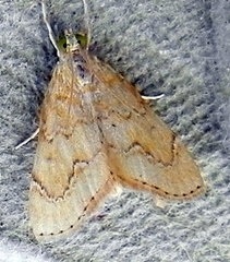 Glaphyria sesquistrialis