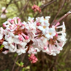Viburnum farreri
