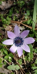 Anemone