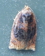 Archips infumatana