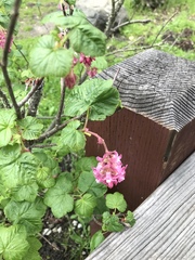 Ribes sanguineum glutinosum