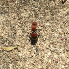 Pseudomethoca simillima