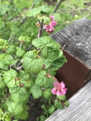 Ribes sanguineum glutinosum