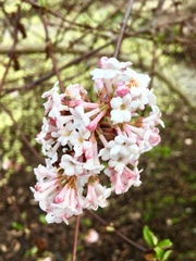 Viburnum farreri