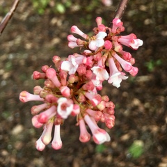 Viburnum farreri