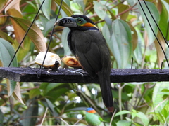 Selenidera maculirostris