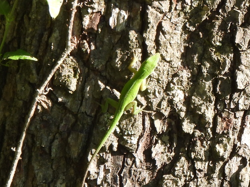 Anole