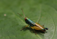 Caryanda spuria
