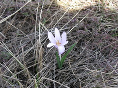 Colchicum bulbocodium versicolor