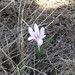 Colchicum bulbocodium versicolor - Photo (c) alex_pol_64, algunos derechos reservados (CC BY-NC)