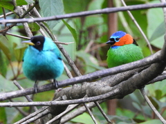 Tangara cyanocephala