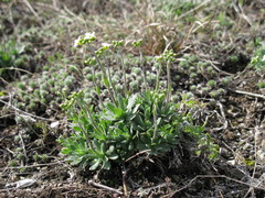 Schivereckia podolica