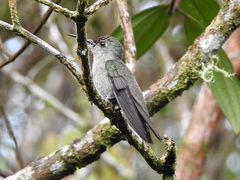 Eupetomena cirrochloris