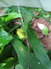 Centrolenidae