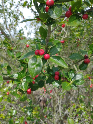 Carolina holly (Ilex ambigua)