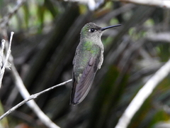 Eupetomena cirrochloris