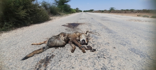 African Wolf
