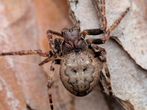 Photo of Walnut Orbweaver (Nuctenea umbratica)