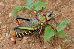Koppie Foam Grasshopper