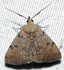 Zanclognatha martha