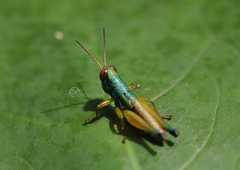 Caryanda spuria