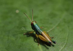 Caryanda spuria