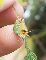 Halysidota cinctipes