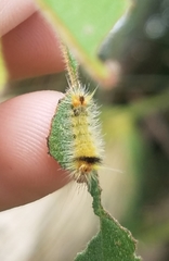 Halysidota cinctipes