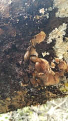 Melanerpes formicivorus