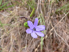 Agrostocrinum hirsutum