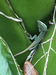 Anolis carolinensis