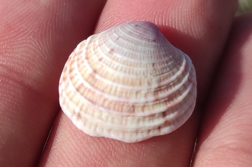 Warty Venus Clam