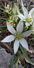 Ornithogalum sigmoideum