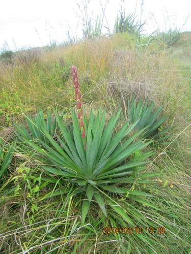 Yucca gloriosa