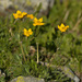 Anemonastrum speciosum - Photo (c) Bogdan V. Kryzhatyuk, algunos derechos reservados (CC BY-NC-SA), subido por Bogdan V. Kryzhatyuk