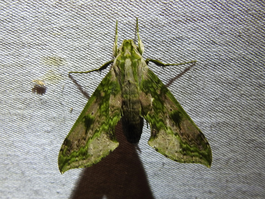 Xylophanes fusimacula