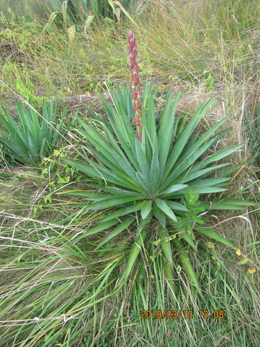 Yucca gloriosa