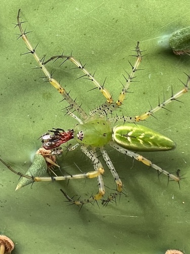 Green lynx spider
