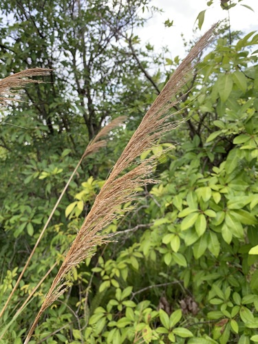 Arundinella hispida