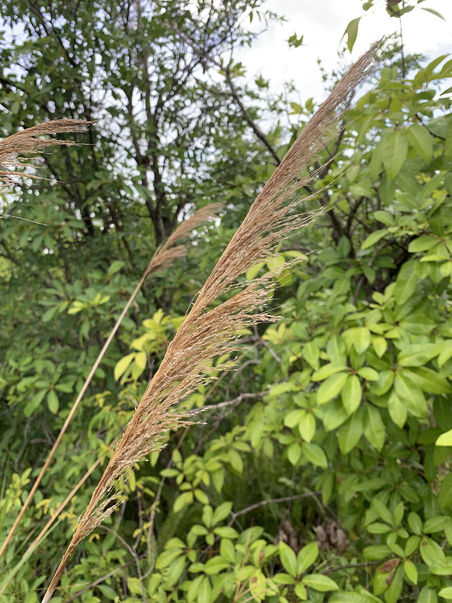 Arundinella hispida