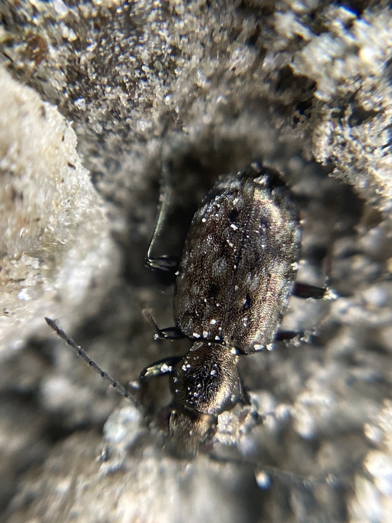 Asaphidion austriacum