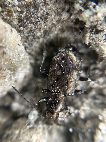 Asaphidion austriacum