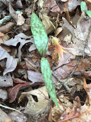 Erythronium umbilicatum