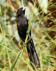 Euplectes albonotatus