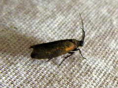 Urodidae