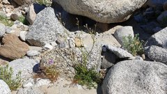 Gilia stellata